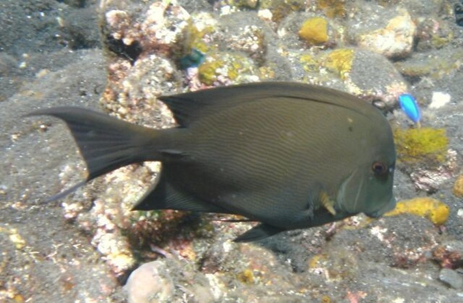 Ctenochaetus_striatus___Lined_Bristletooth___Tulamben_Indonesia___16102011