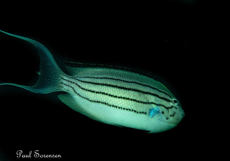 Genicanthus_lamarck___Lamarcks_Angelfish___Puerto_Galera_Philippines___10102022