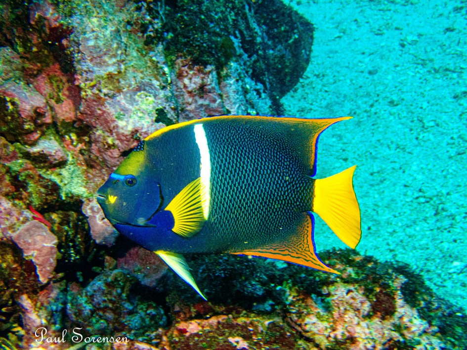 Holacanthus_passer___King_Angelfish___Isla_de_Plata_Ecuador___06072023