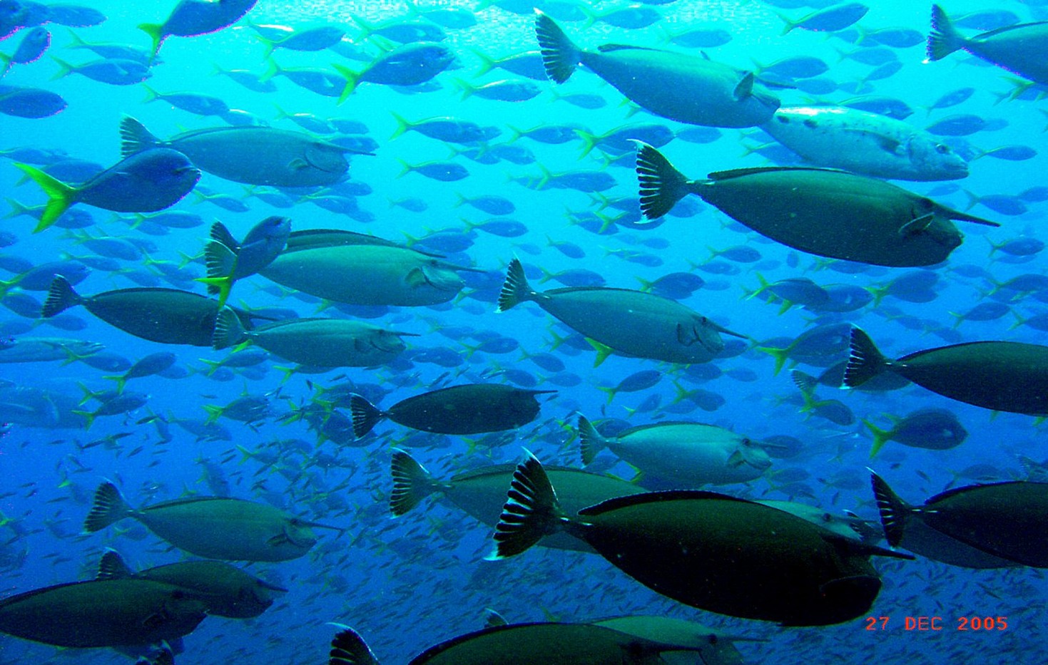 Naso_annulatus___Whitemargin_Unicornfish___Yongala_Wreck_QLD___27122005