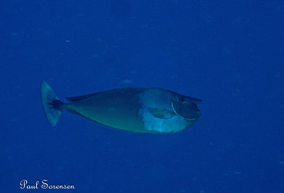 Naso_brevirostris___Paletail_Unicornfish___Palau_Micronesia___08122023