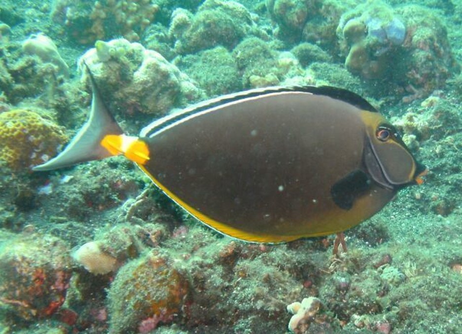 Naso_lituratus___Pacific_Orange-spine_Unicornfish___Nusa_Penida_Indonesia___22102023