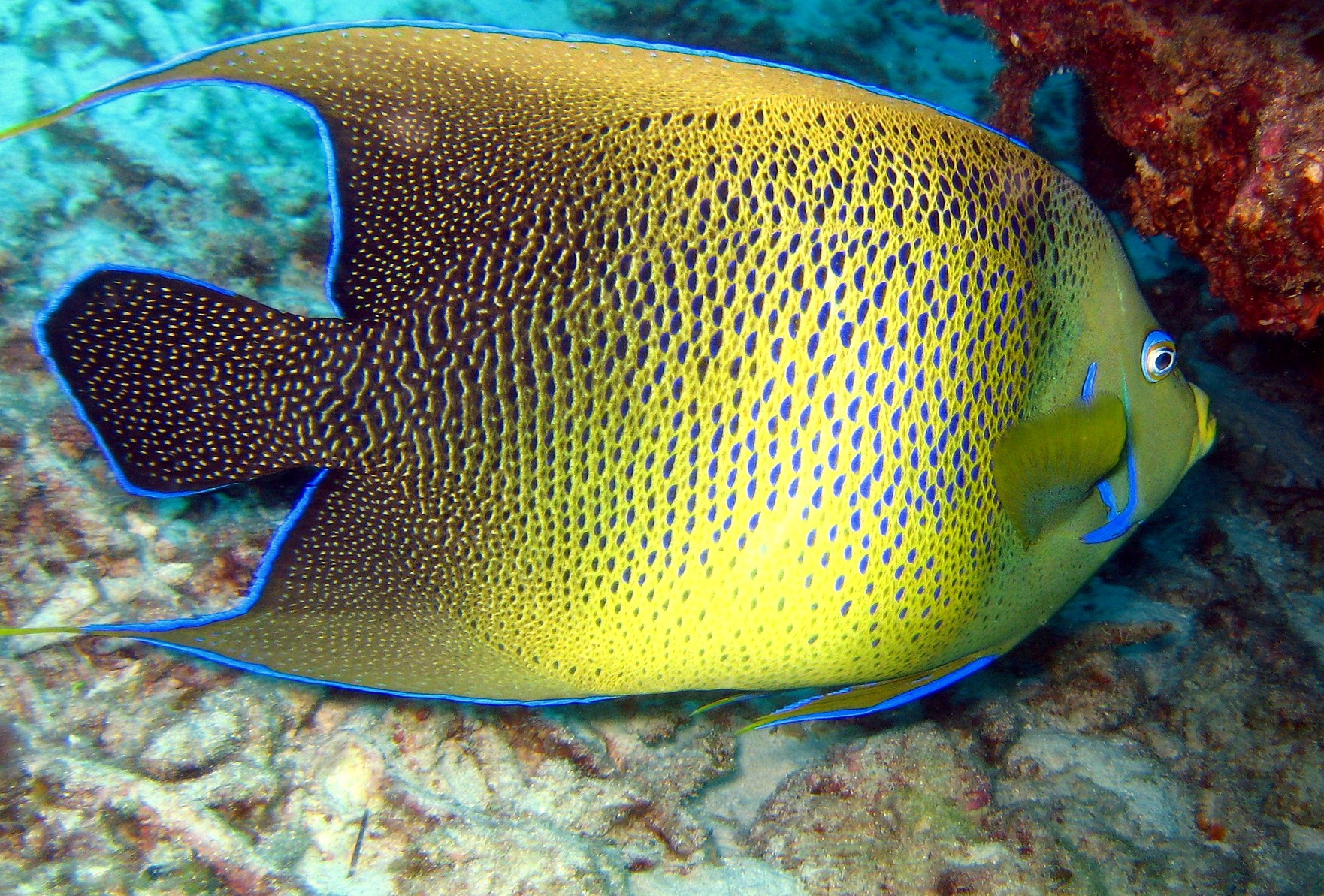 Pomacanthus_semicirculatus___Semicircle_Angelfish___Bundaberg_QLD___13102007
