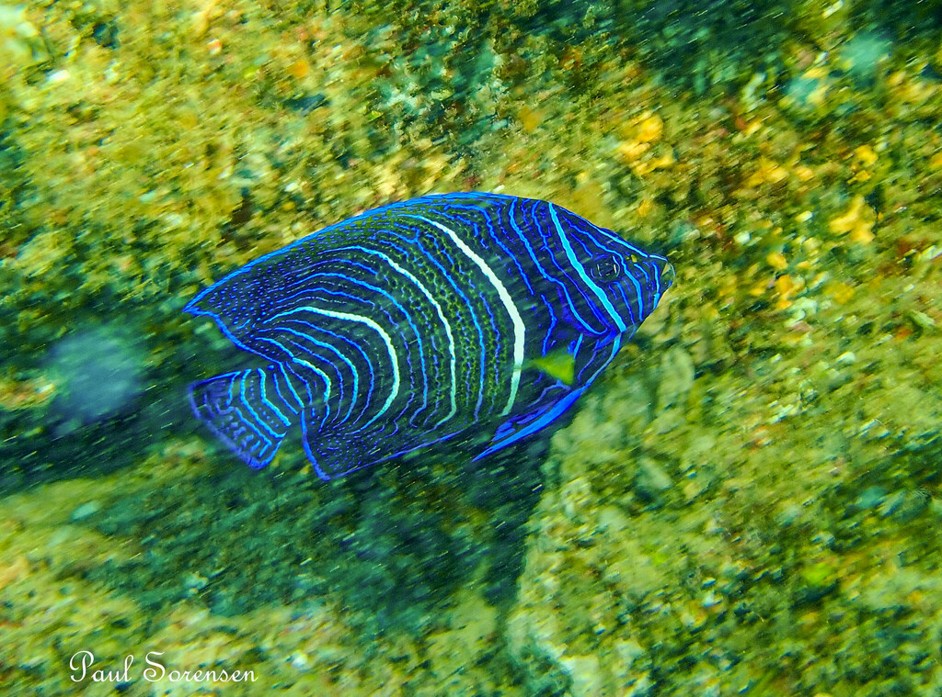Pomacanthus_semicirculatus___Semicircle_Angelfish___Bundaberg_QLD___13102007