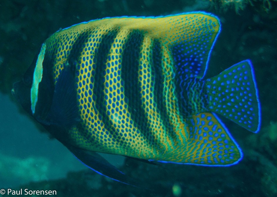 Pomacanthus_sexstriatus___Sixband_Angelfish___Lynx_Reef_QLD___24102013