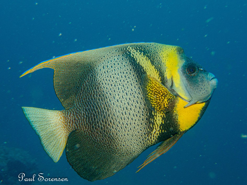 Pomacanthus_zonipectus___Cortez_Angelfish___Isla_de_Plata_Ecuador___06072023