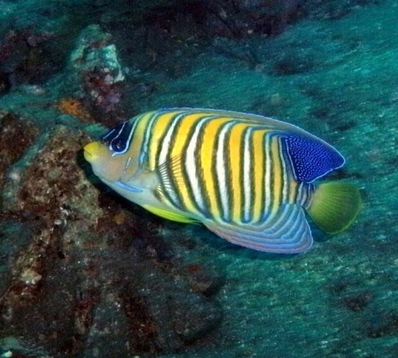 Pygoplites_diacanthus___Regal_Angelfish___Kubu_Indonesia___16102011