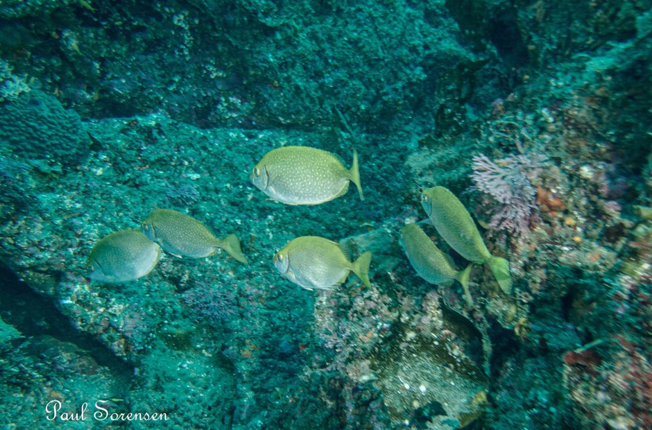 Siganus_fuscescens___Black_Rabbitfish___Chiba_Japan___28102025