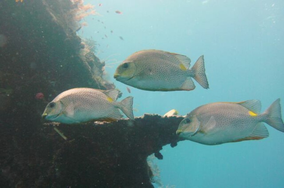 Siganus_guttatus___Golden_Rabbitfish___Amed_Indonesia___16102011