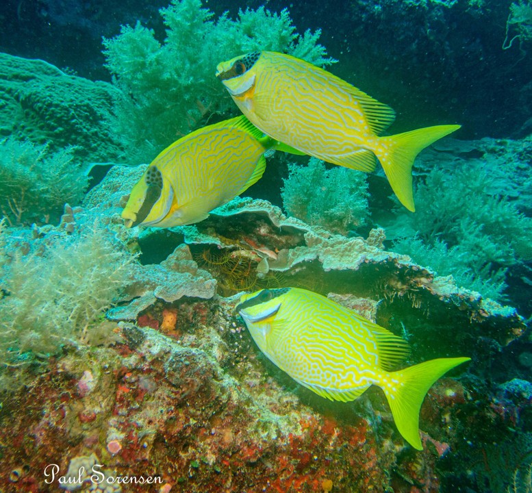 Siganus_puellus___Masked_Rabbitfish___Palau_Micronesia___08122023