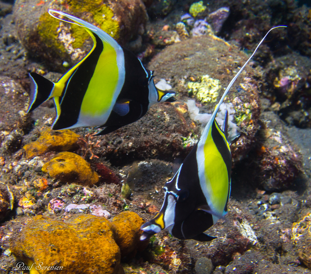 Zanclus_cornutus___Moorish_Idol___Kubu_Tulamben___17092015