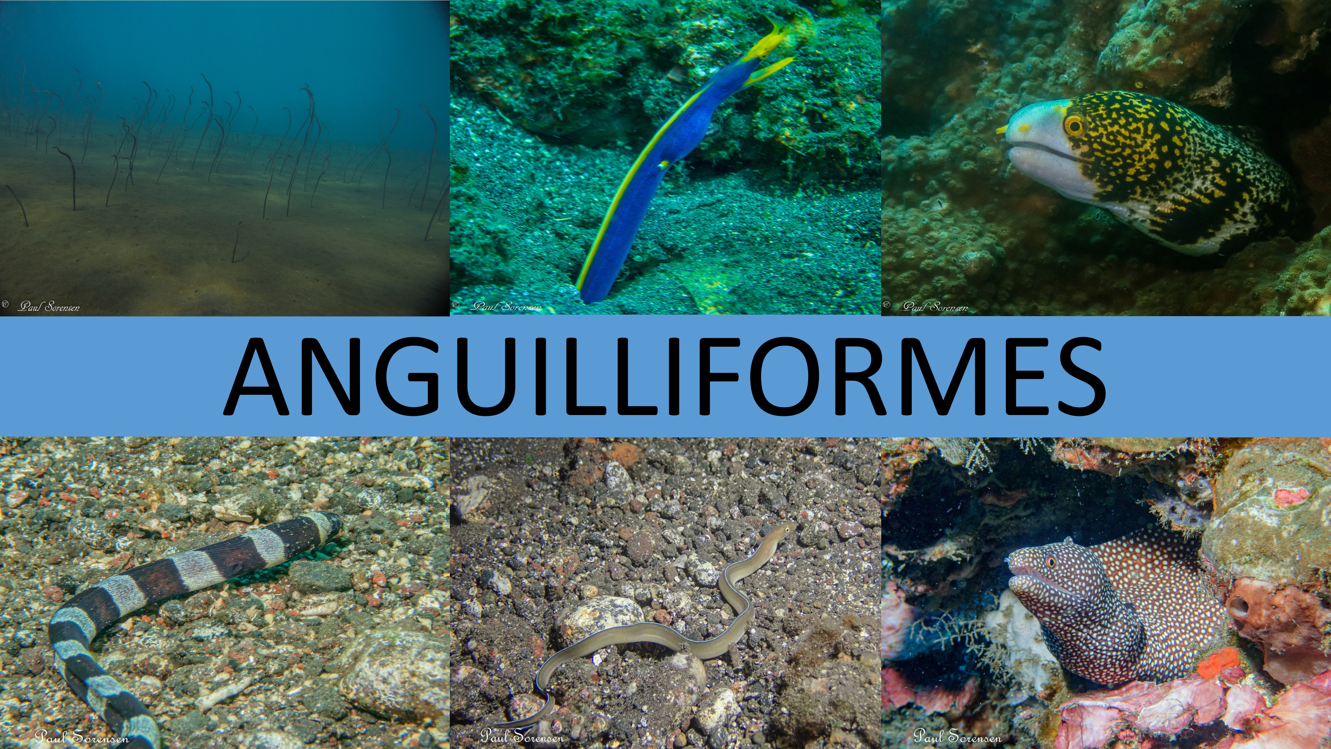 Chordata_Anguilliformes