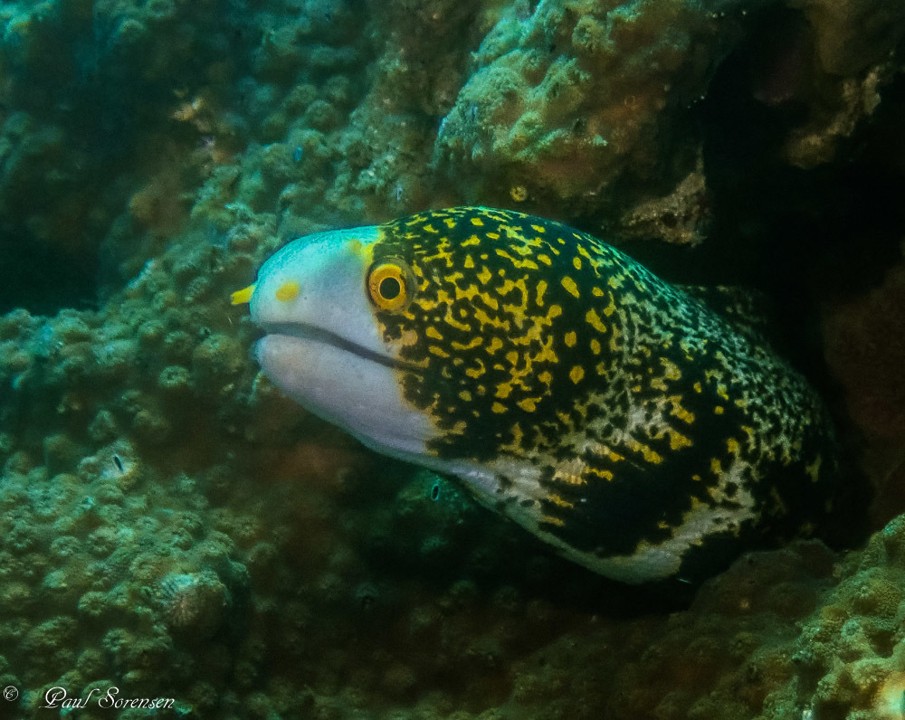 Echidna_nebulosa___Snowflake_Eels___Dauin_Philippines___01112018