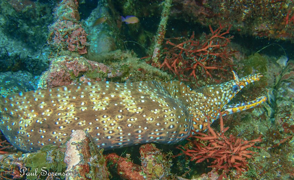 chelycore_pardalis___Dragon_Moray___Shimoda_Japan___27102025