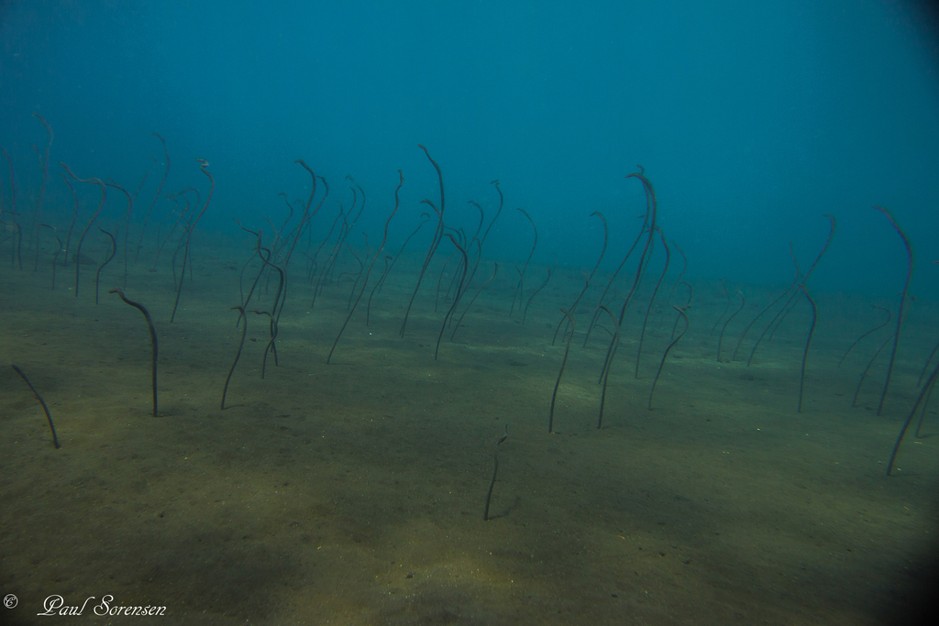 Gorgasia_sp.___Garden_Eels___Kubu_Indonesia___17092015