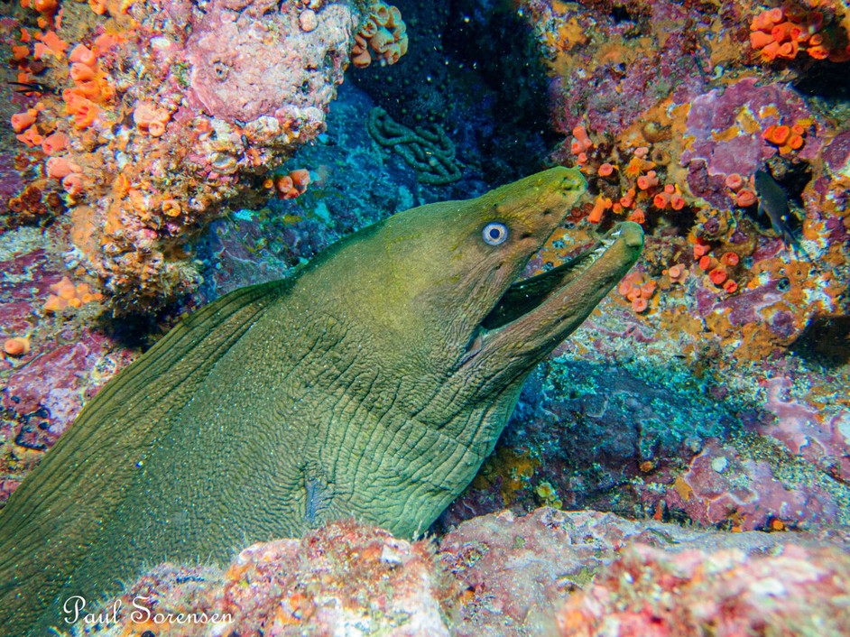 Gymnothorax_castaneus___Chestnut_Moray___Isla_De_Plata_Ecuador___06072023