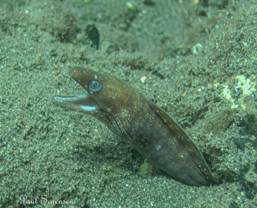 Gymnothorax_chilospilus___Whitelip_Moray___Amed_Indonesia___20072022