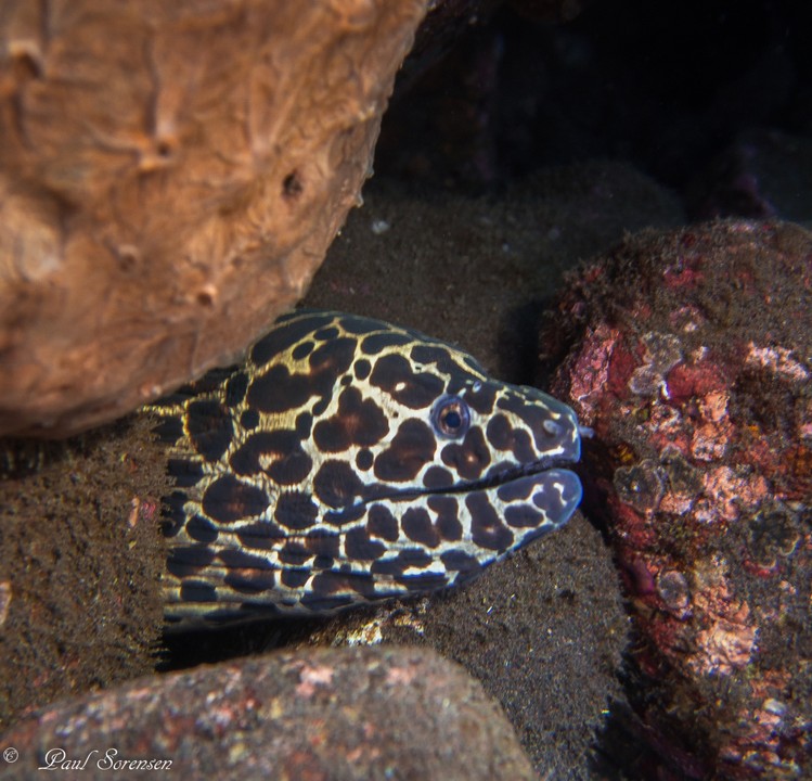 Gymnothorax_favagineus___Laced_Moray___Tulamben_Indonesia___17092015