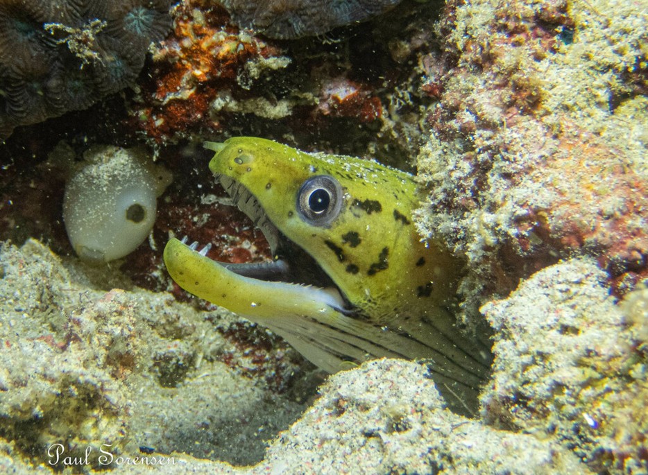 Gymnothorax_fimbriatus___Fimbriatus_Moray___Puerto_Galera_Philippines___10102022