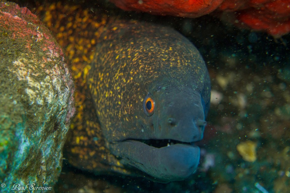 Gymnothorax_flacimarginatus___Yellowmargin_Moray___Tulamben_Indonesia___17092015