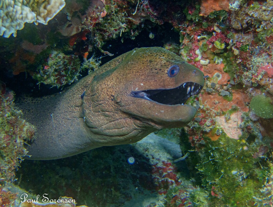 Gymnothorax_javanicus___Giant_Moray___Palau_Micronesia___08122023