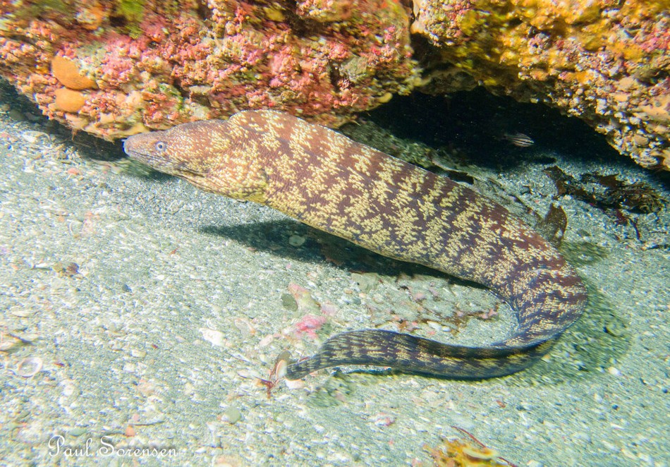 Gymnothorax_kidako___Kidako_Moray___Chiba_Japan___28102025