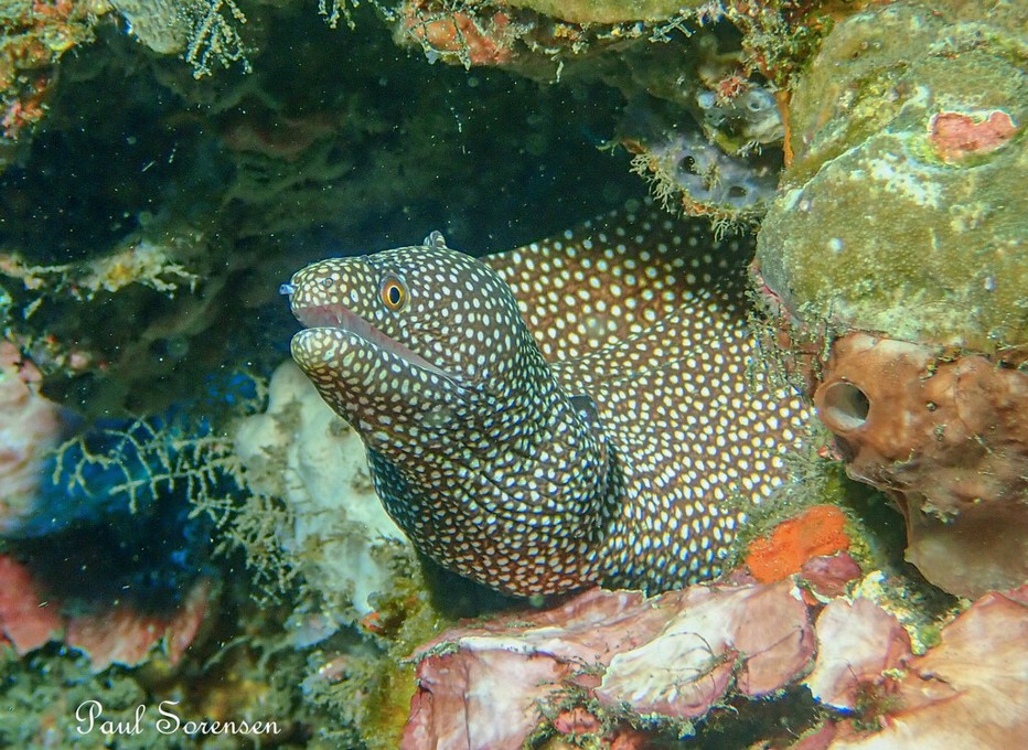 Gymnothorax_meleagris___Whitemouth_Moray___Amed_Indonesia___19102023