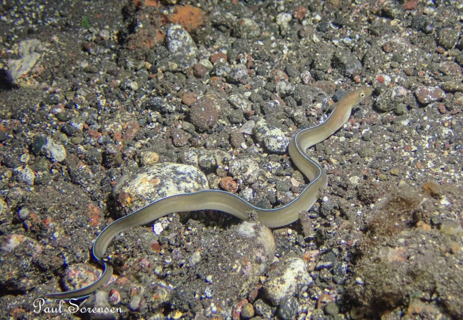 Gymnothorax_phasmatodes___Ghost_Moray___Amed_Idonesia___16092024