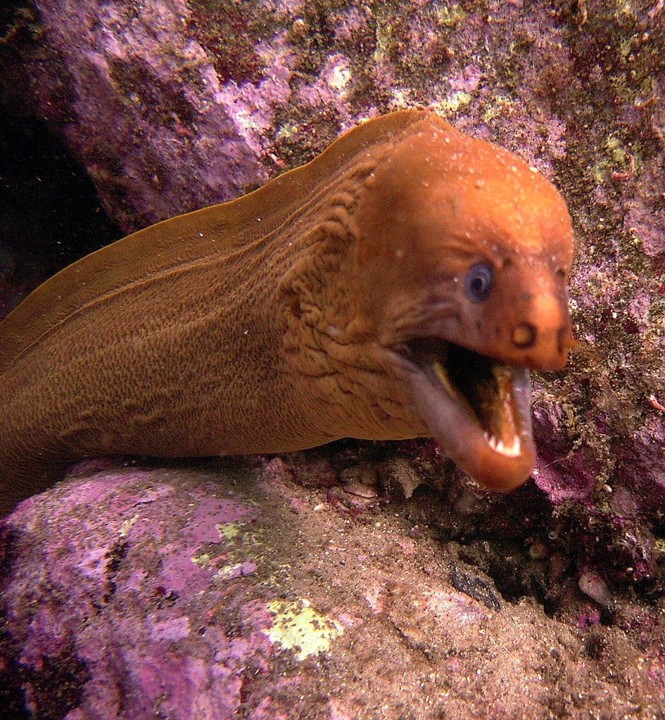 Gymnothorax_prasinus___Australian_Green_Moray___Bare_Island_NSW___21092008