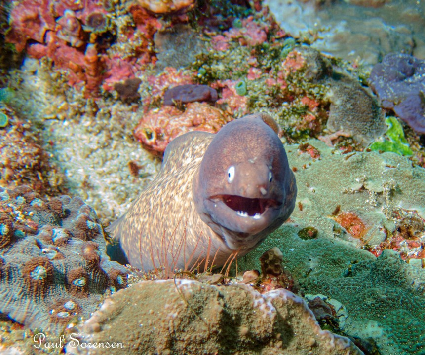 Gymnothorax thyrsoideus___White_Eyed_Moray___Nusa_Penida_Indonesia___22102023