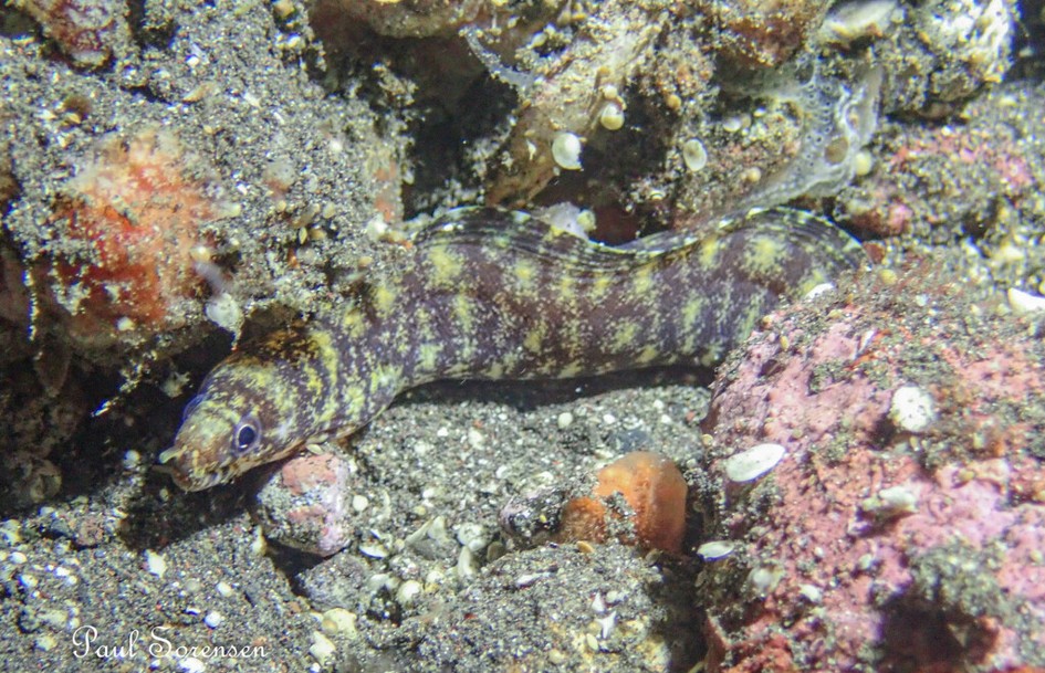 Gymnothorax_zonipectis___Barred-fin_Moray___Tulamben_Indonesia___16092024