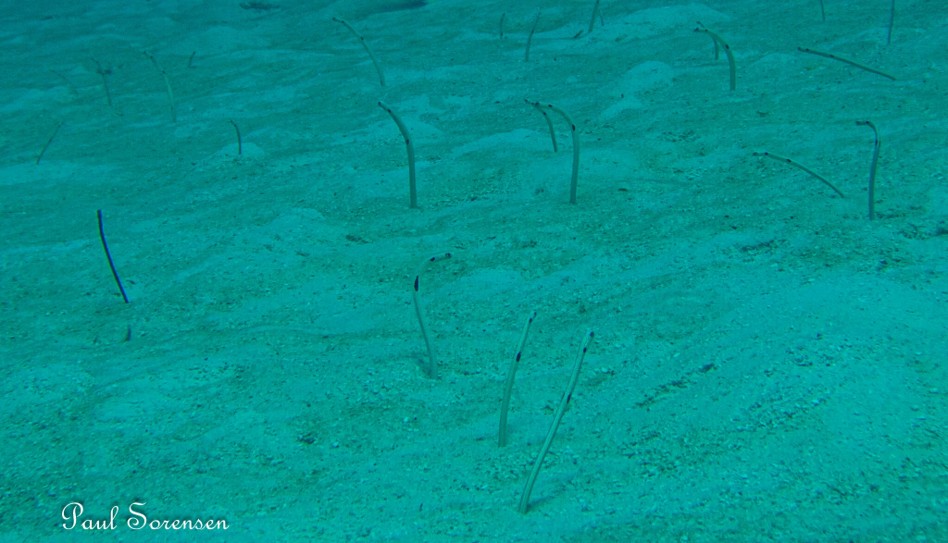 Heteroconger_hassi___Spotted_Garden_Eels___Palau_Micronesia___08122023