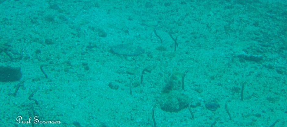 Heteroconger_klausewitzi___Galapagos_Garden_Eels___Isla_De_Plata_Ecuador___06072023