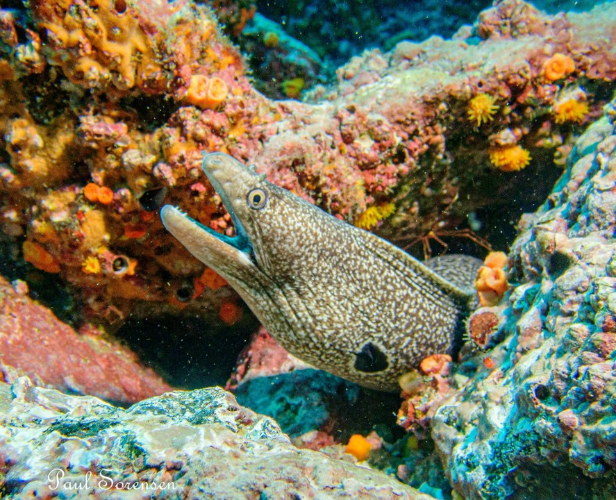 Muraena_clepsydra___Hourglass_Moray___Isla_de_Plata_Ecuador___06072023