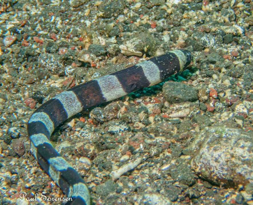 Myrichthys_colubrinus_Harlequin_Snake_Eel__Amed_Indonesia_16102023