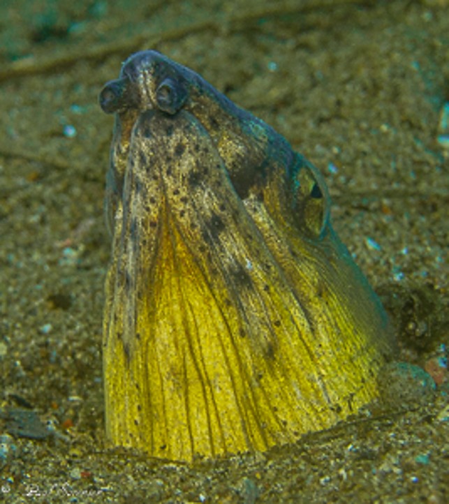 Ophichtus_altipennis_Black-Finned_Snake_Eel_Dauin_Philippines_17092016