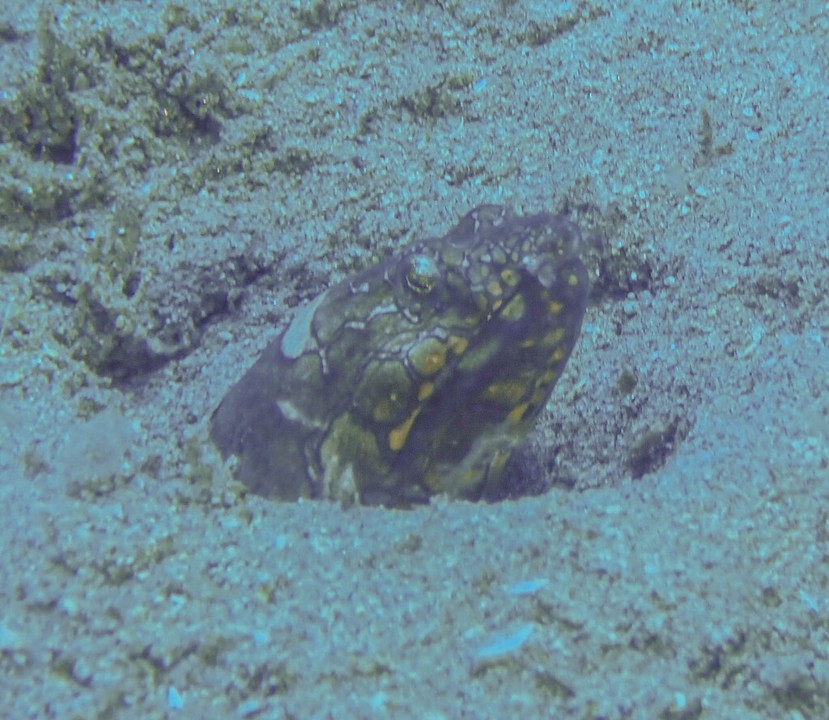 Ophichtus_bonparti_Napoleon_Snake_Eel_Dauin_Philippines_29042025