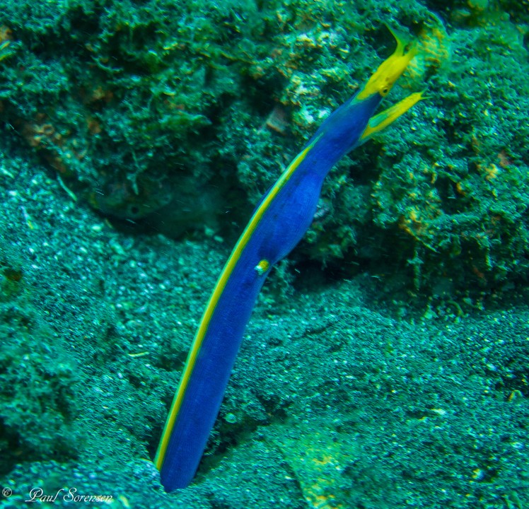 Rhinomuraena_quaesita_Ribbon_Eel_Kubu_Idonesia_17092015