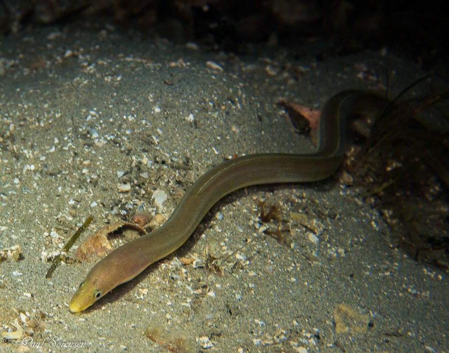 Scolecenchelys_breviceps_Longfinned_Worm_Eel_Blairgowrie_Pier_VIC_16112014