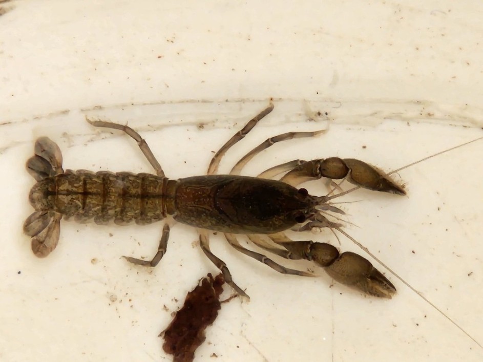 Engaeus sp. - Australian Burrowing Crayfishes