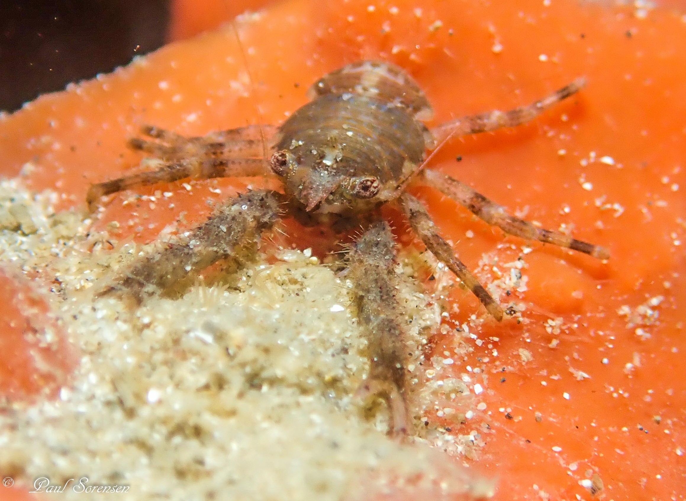Galathea australiensis - Straited Sqaut Lobster