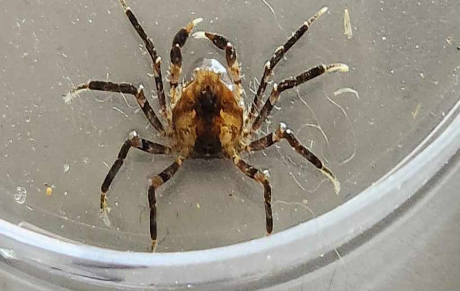 Halicarcinus ovatus - Three-pronged Spider Crab