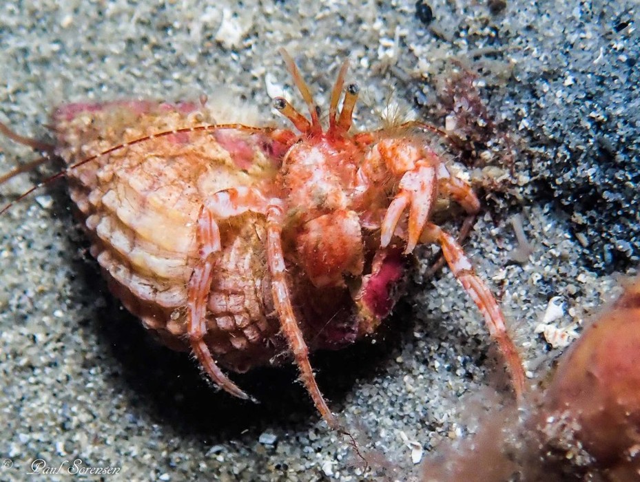Lophopagurus nanus - Pagurid Hermit Crab