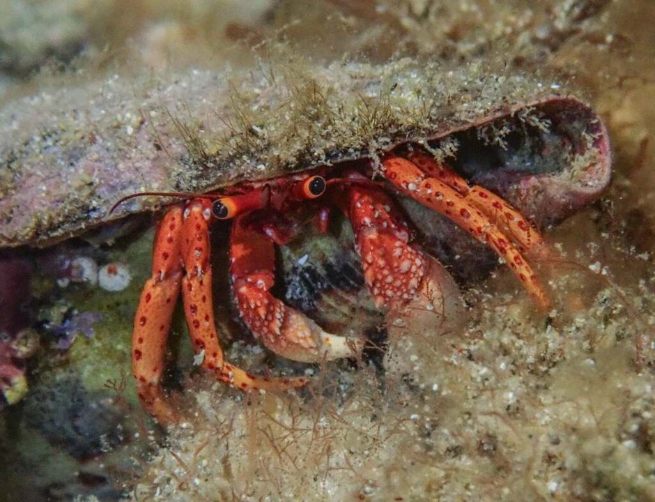 Paguristes frontalis - Common Hermit Crab