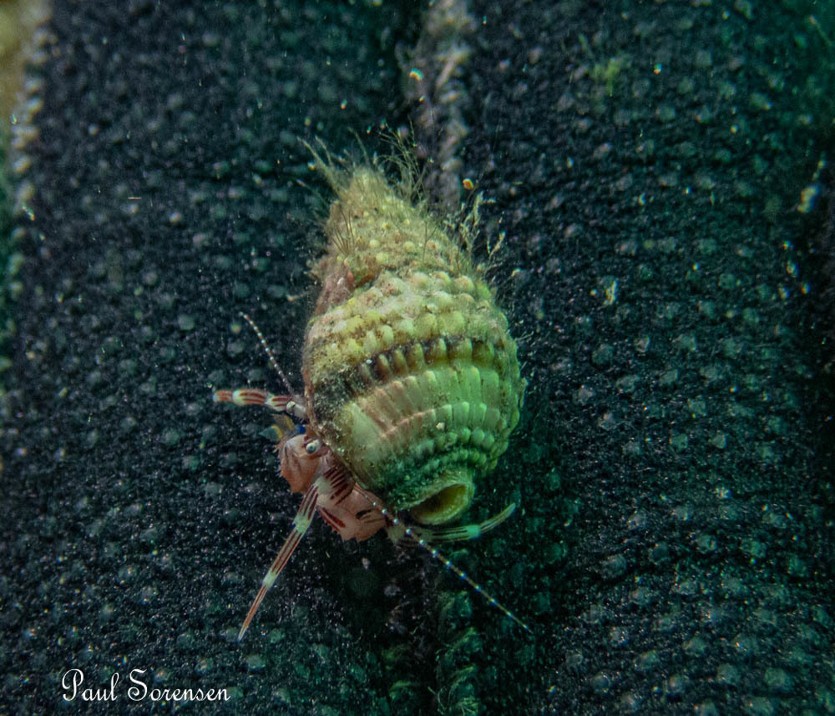 Trypaea australiensis - Yabby, Australian Ghost Shrimp