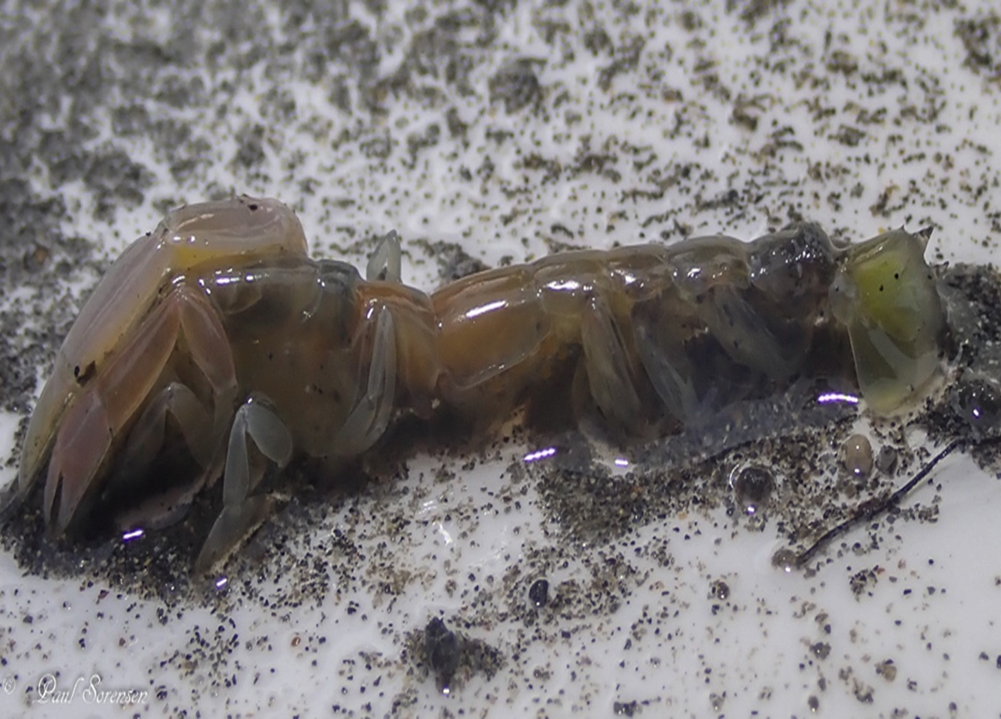 Trypaea australiensis - Yabby, Australian Ghost Shrimp