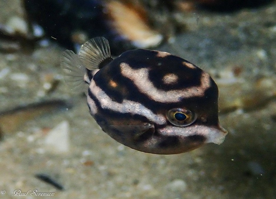 Anoplocapros_lenticularis___Whitebarred_Boxfish___Blairgowrie_Pier_Victoria___21102010