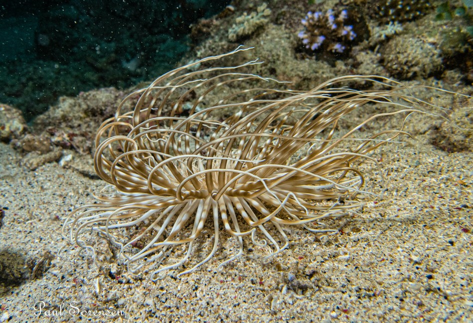 Cerianthus_sp.___Tube_Dwelling_Anemones___Puerto_Galera_Philippines___10102022