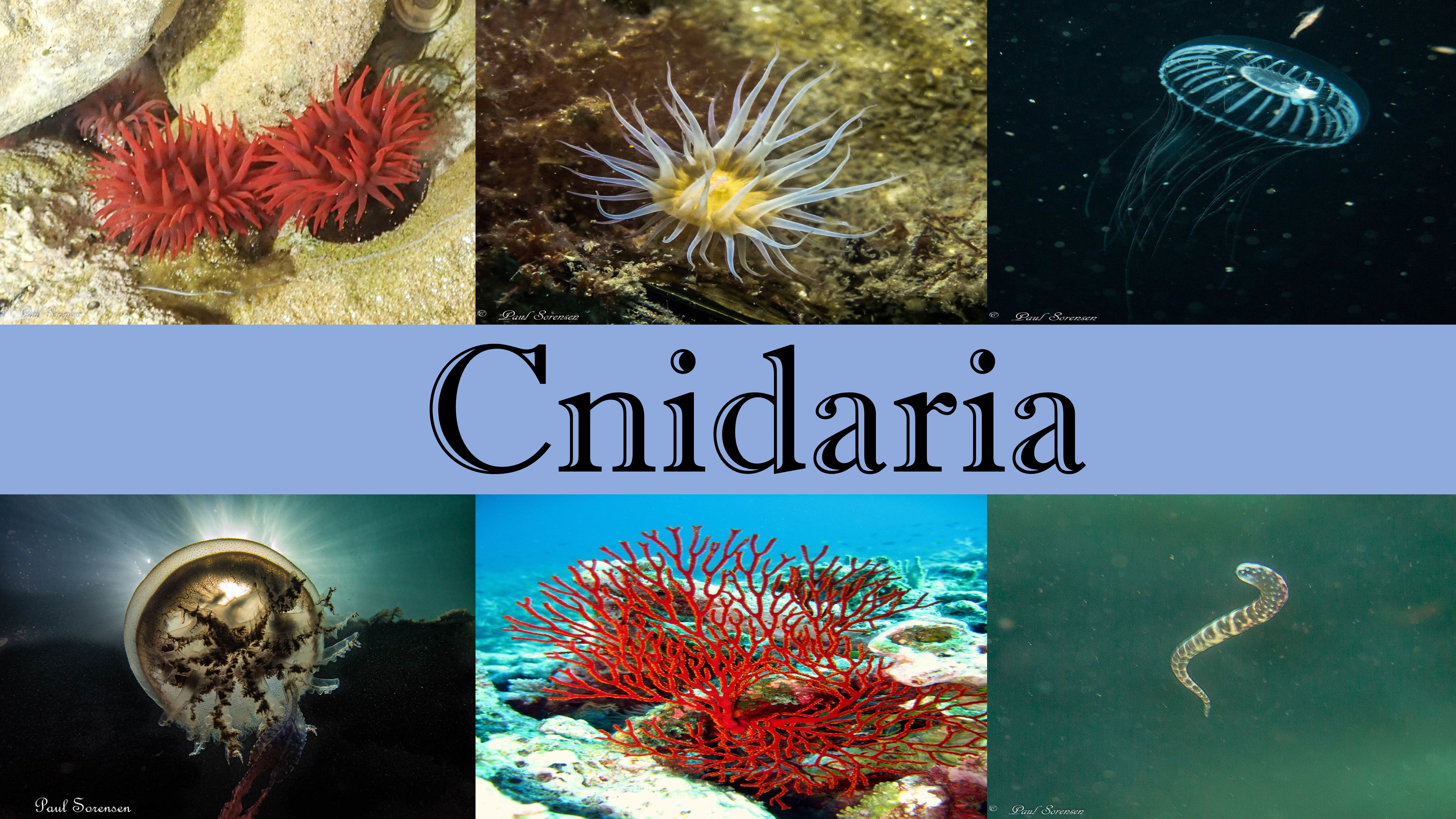 Cnidaria
