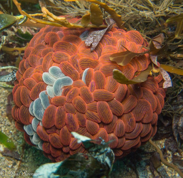 Phlyctenactis tuberculosa